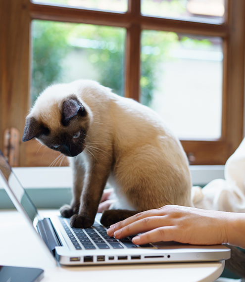 mi gato se acuesta en el teclado